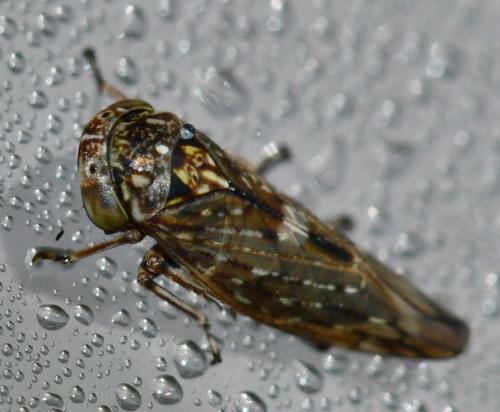 Acericerus vittifrons